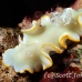 nudibranch_elegant_mid_h_0705_png1389.jpg